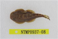 藏品(埔里中華爬岩鰍)的圖片